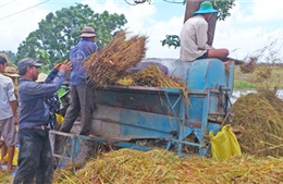 Tìm giải pháp hiệu quả để thu mua tạm trữ lúa gạo 